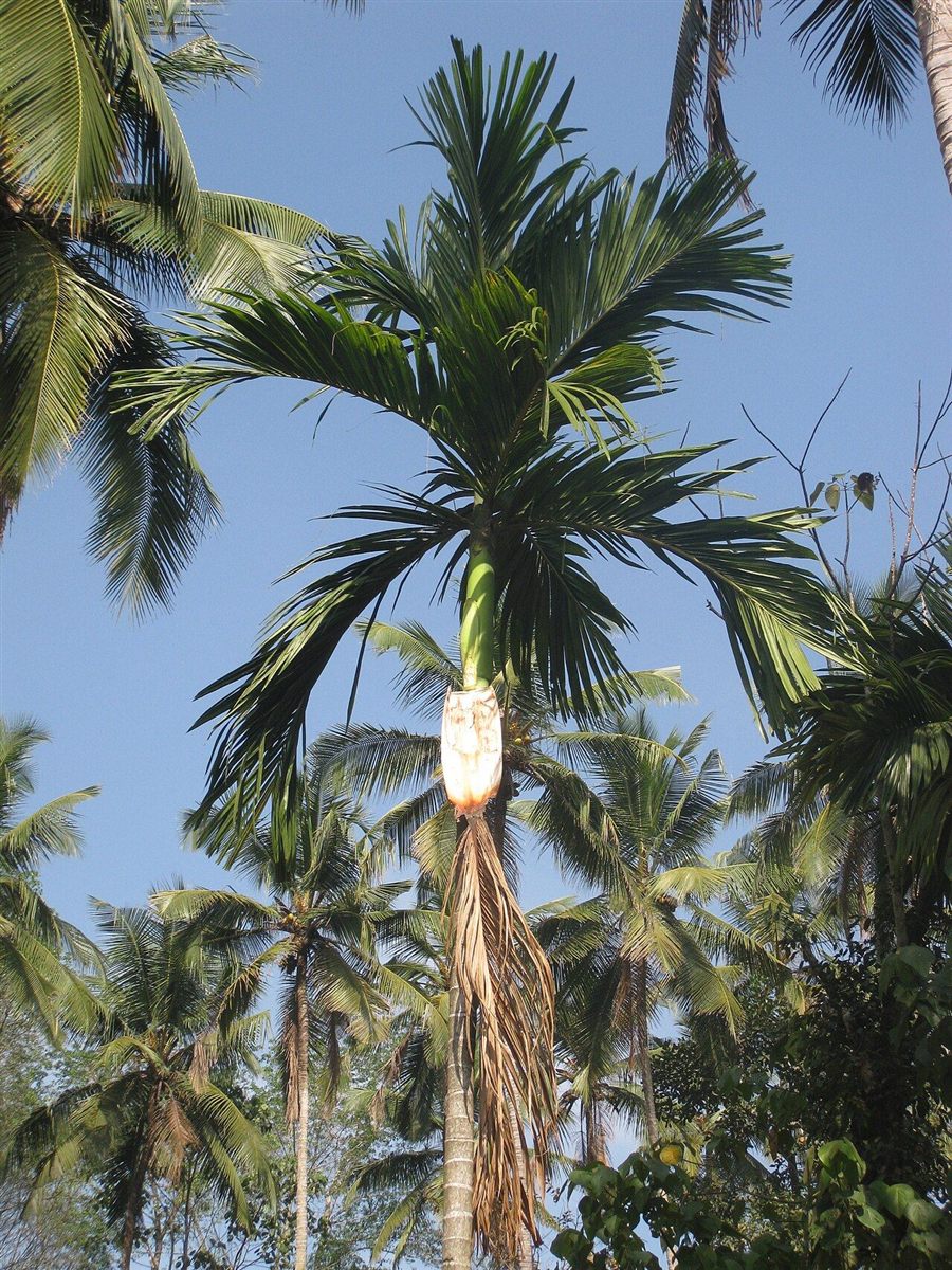 An areca nut palm shedding an old leaf, the fallen sheath these plates are pressed from